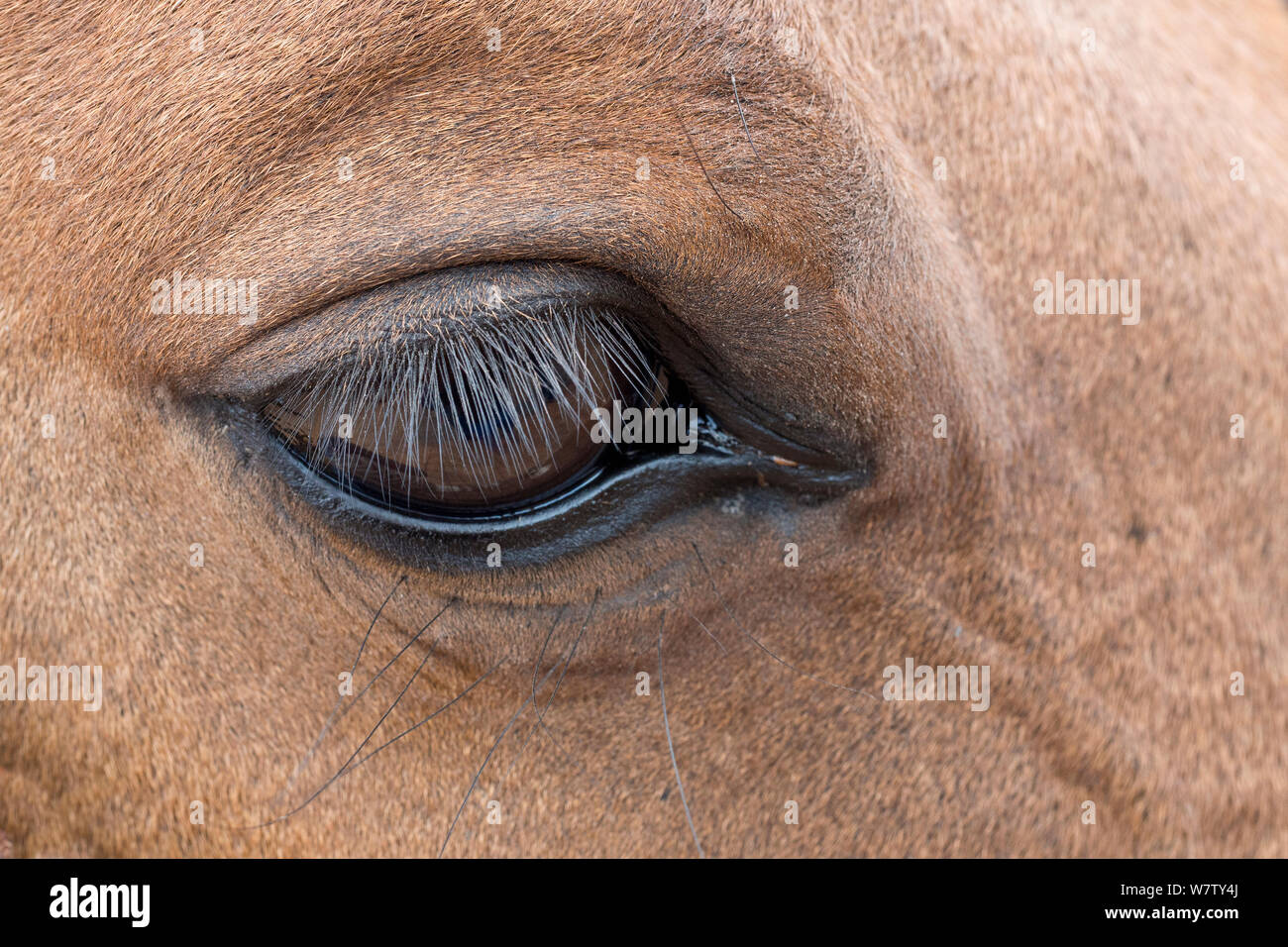 Eye of horse, Shell, Bighorn Basin, Wyoming, USA, September. Stock Photo