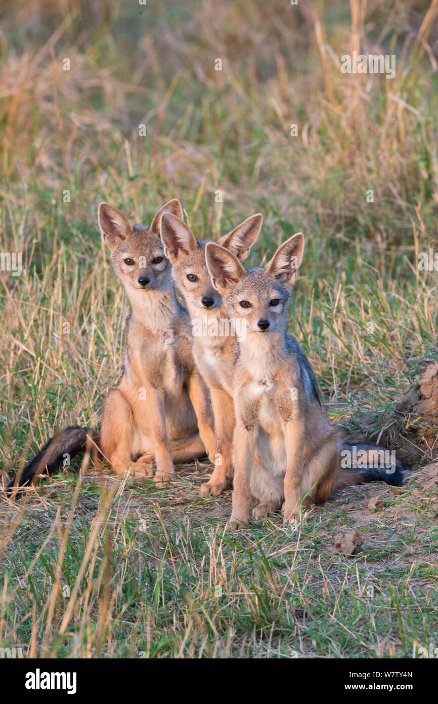 black-backed-jackal-canis-mesomelas-pups-masai-mara-game-reserve
