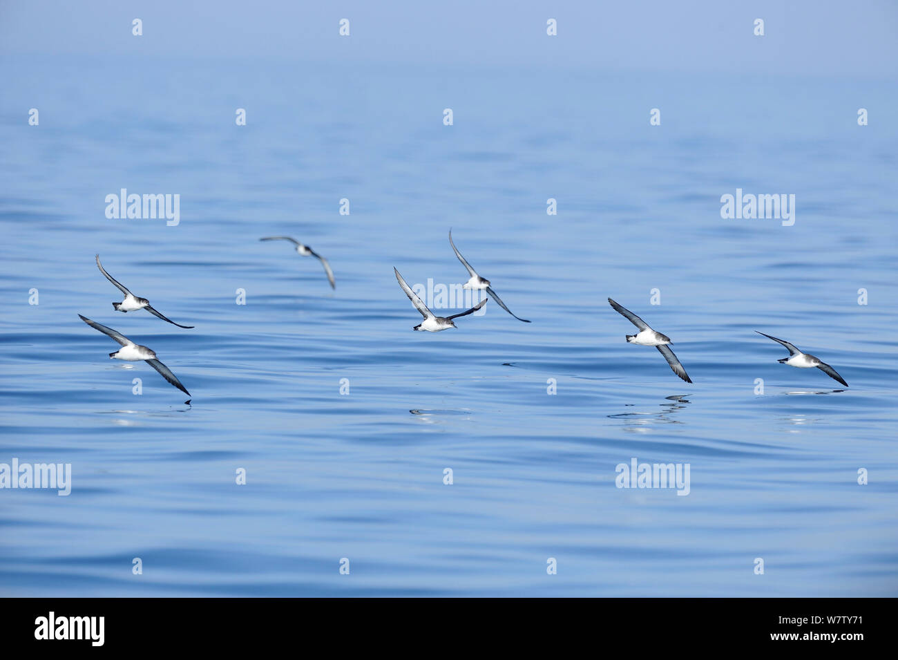 Manx Shearwater (Puffinus puffinus) group in flight skimming low over the sea, off coast of Anglesey, North Wales, UK. Stock Photo