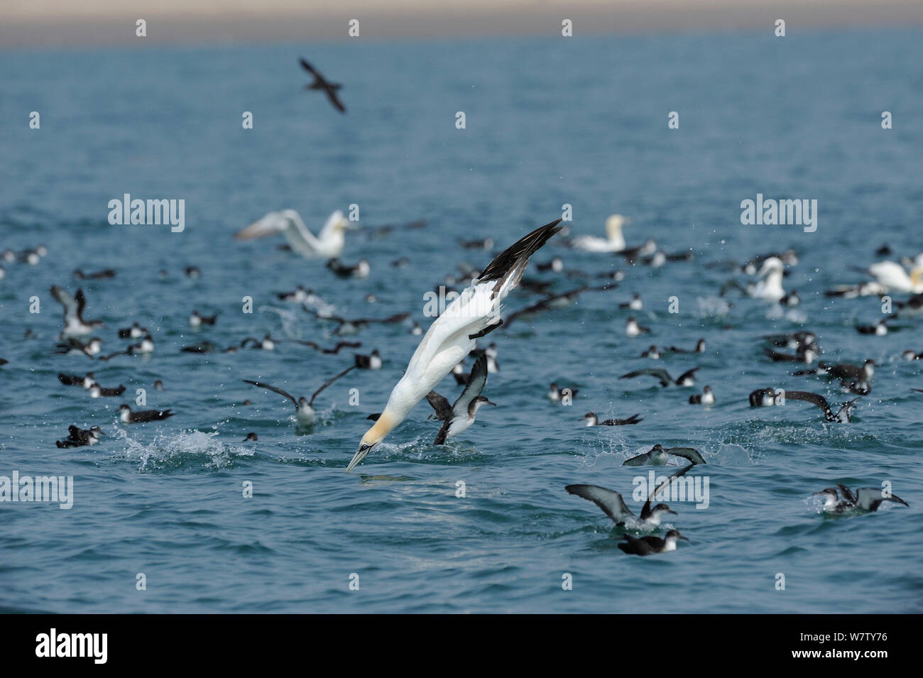 Diving Gannet (Morus bassanus) with Manx Shearwaters (Puffinus puffinus) feeding at the surface, south coast of Anglesey, North Wales, UK. Stock Photo