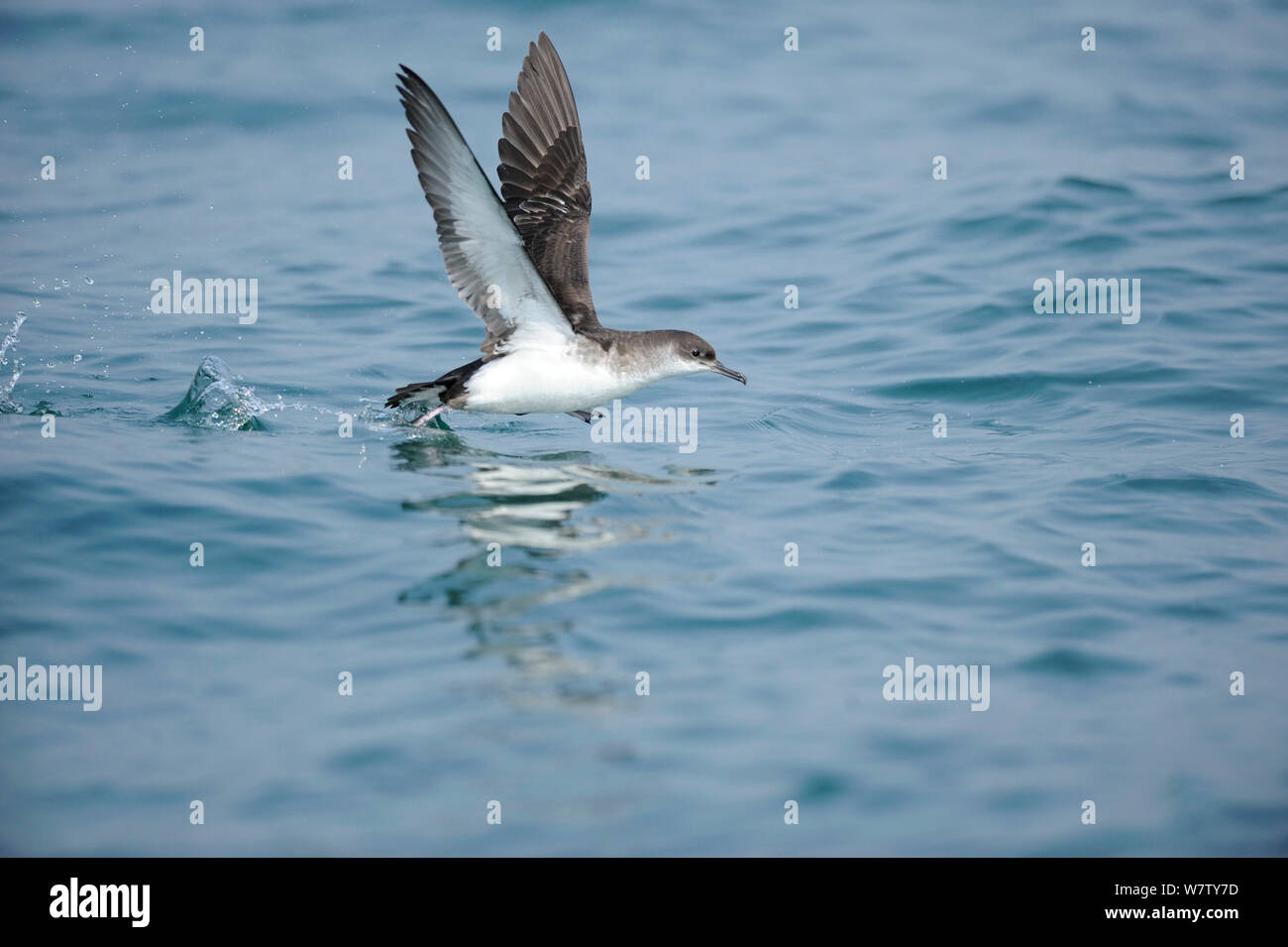 Manx Shearwater (Puffinus puffinus) taking off from calm sea, south coast of Anglesey, North Wales, UK. Stock Photo