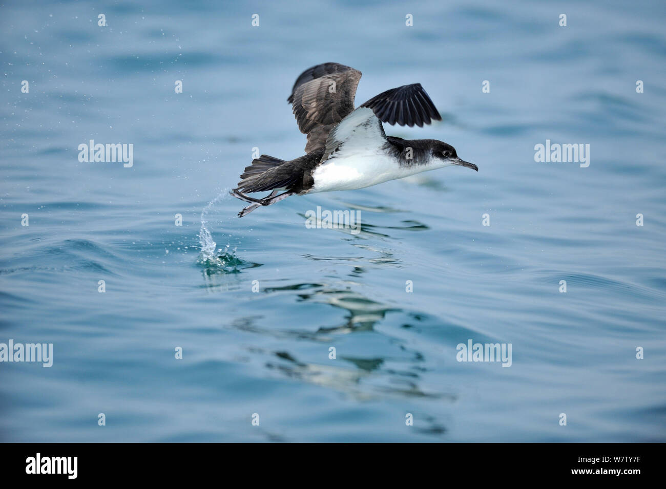 Manx Shearwater (Puffinus puffinus) taking off from calm sea, south coast of Anglesey, North Wales, UK. Stock Photo