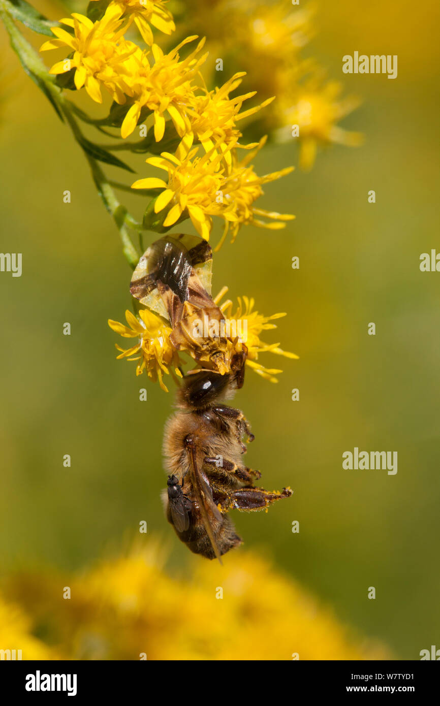 Ambush Bug (Phymata) eating honey bee it has captured, Morris Arboretum, Philadelphia, Pennsylvania, USA, August. Stock Photo