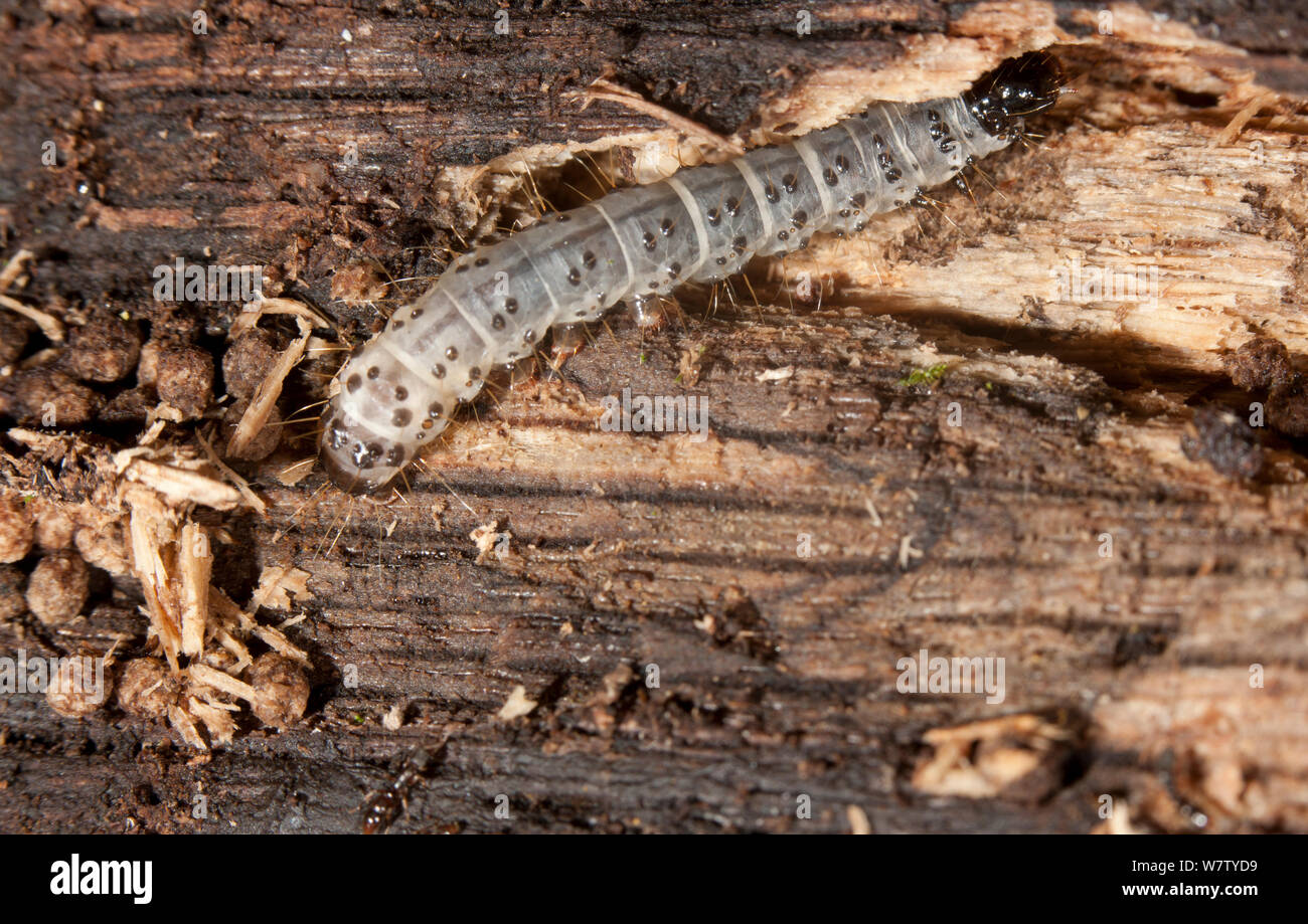 Dead-Wood Borer Moth (Scoleocampa liburna) caterpillar in rotten log, Montgomery County, Washington, USA, August. Stock Photo