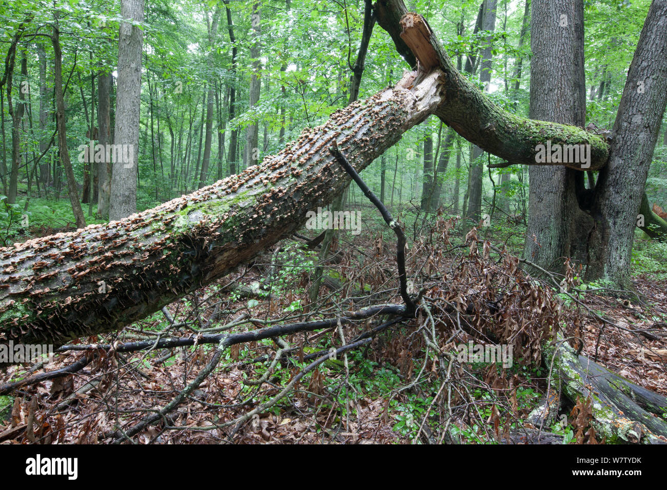 Fallen tree, with carpenter ant damage, French Creek State Park, Philadelphia, Pennsylvania, USA