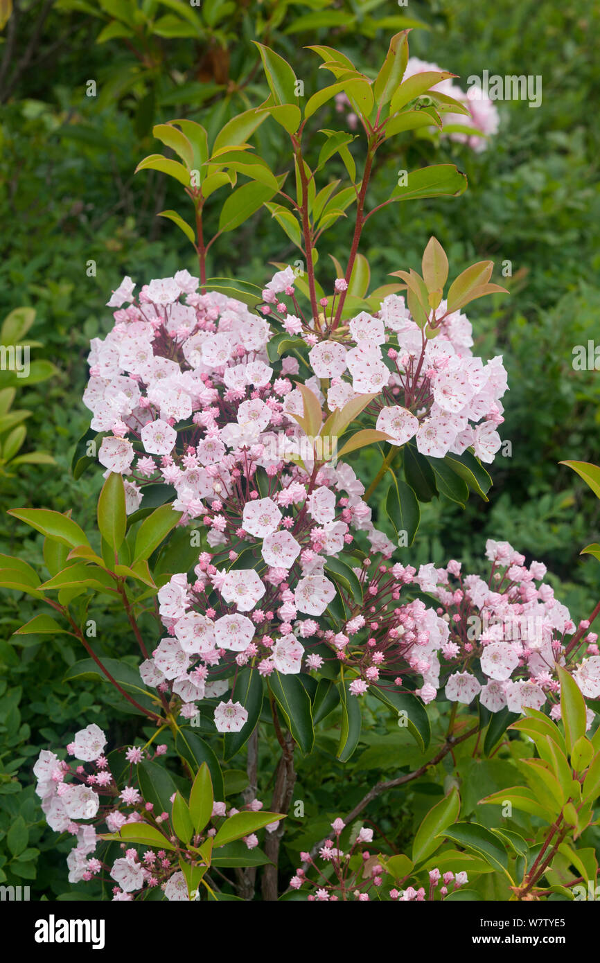 Mountain Laurel (Kalmia latifolia) Minnewaska State Park Preserve