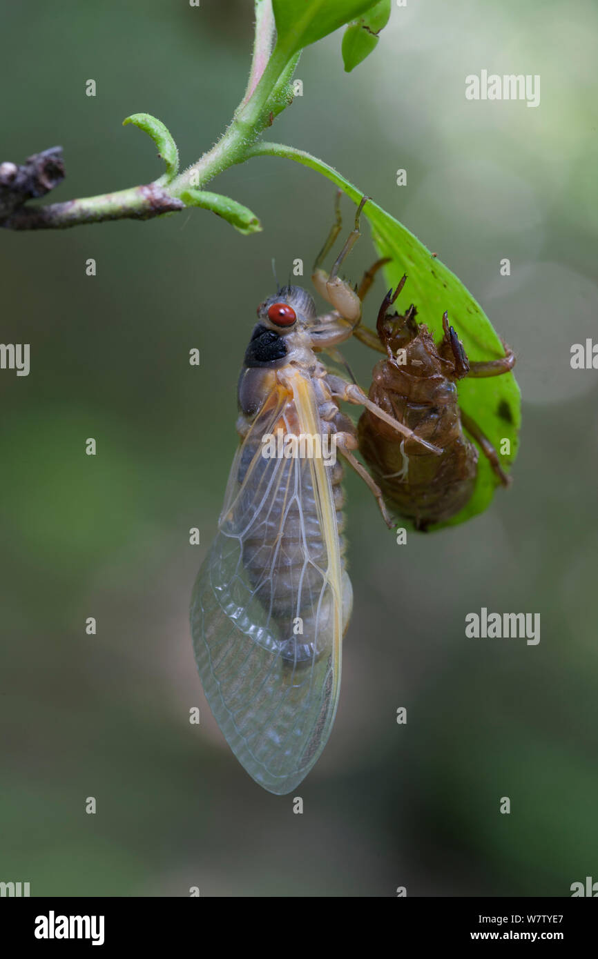 Periodical Cicada (Magicicada septendecim) recently metamorphosed, Bear Moutain, Orange County, New York, USA, June. Stock Photo