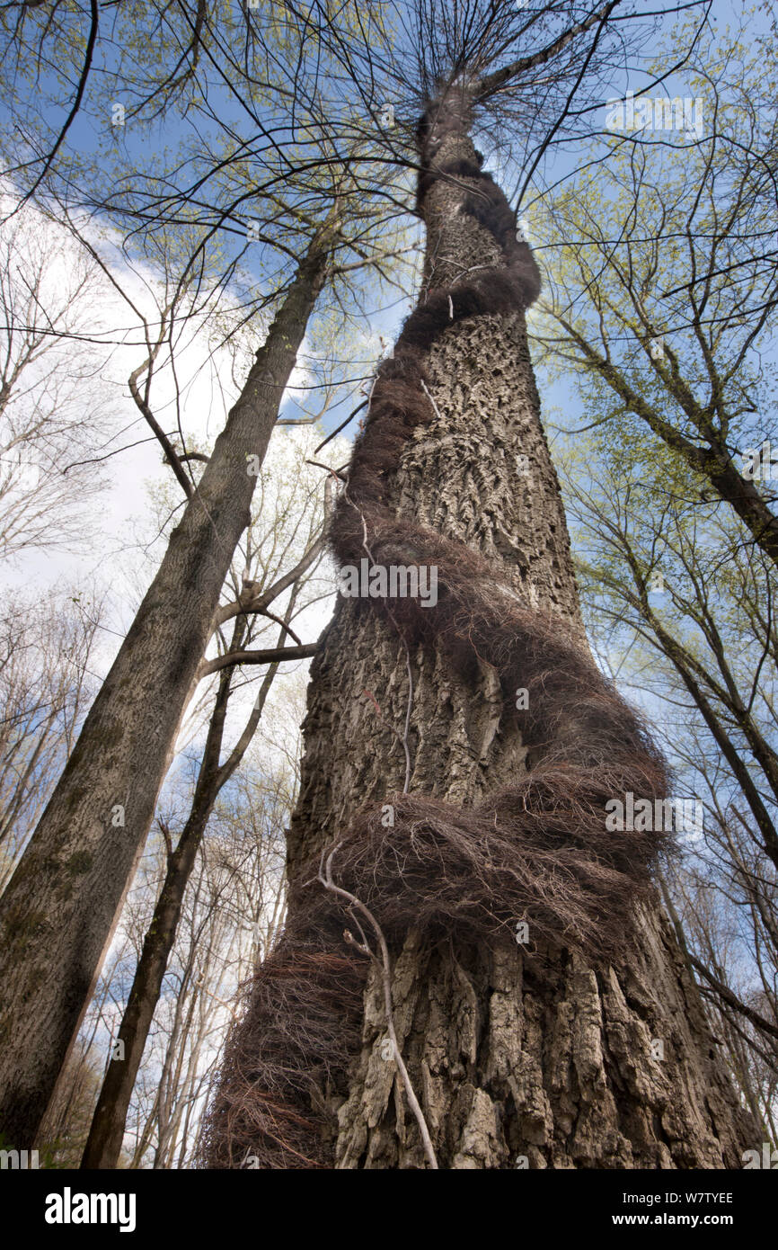 Poison Ivy (Toxicodendron radicans) climbing round tree trunk