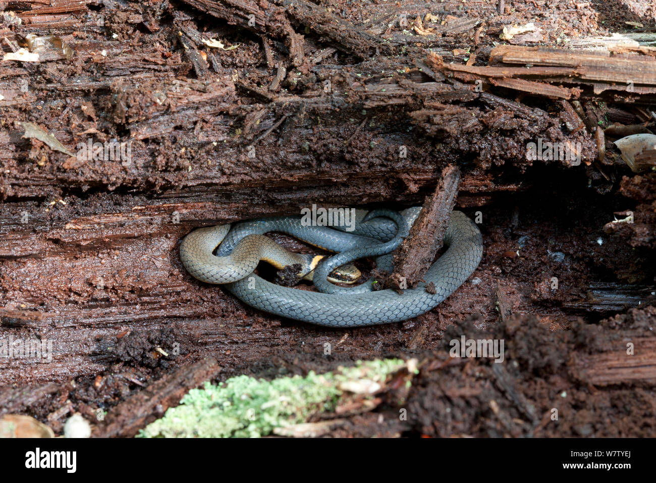 Ringneck Snake Eating