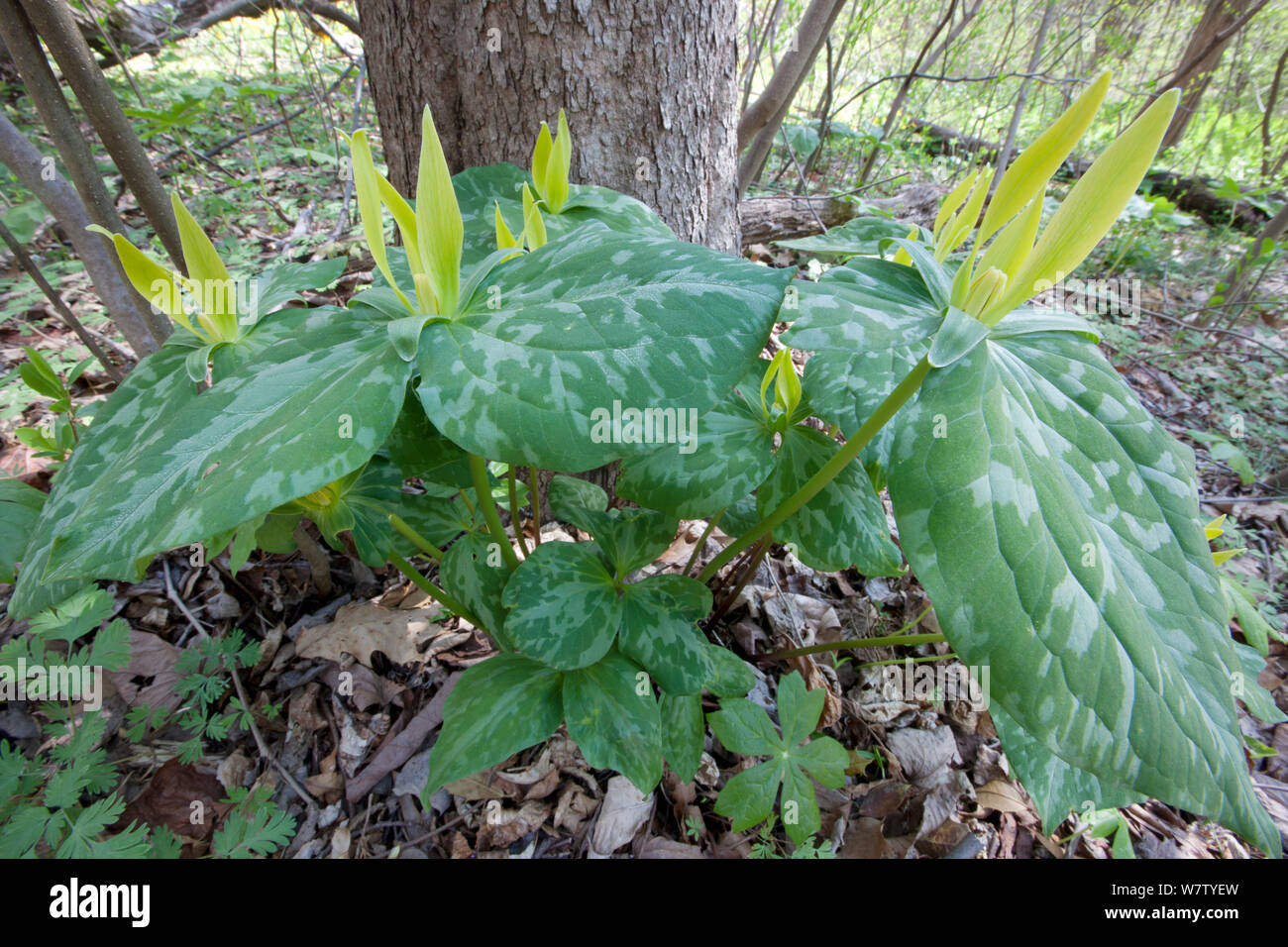 Toad Trillium (Trillium sessile) Bowman's Hill Wildflower Preserve