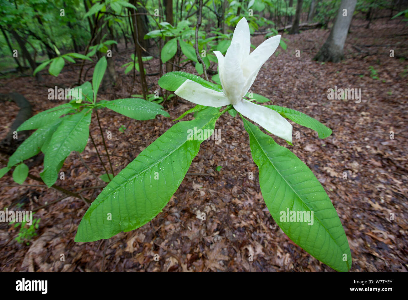 Umbrella Magnolia flower (Magnolia tripetala) Fort Washington State