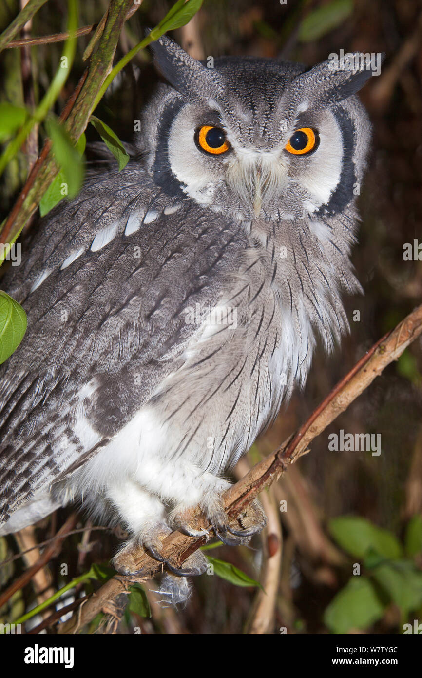 Northern White-faced Owl (Ptilopsis leucotis) portrait, captive. Stock Photo
