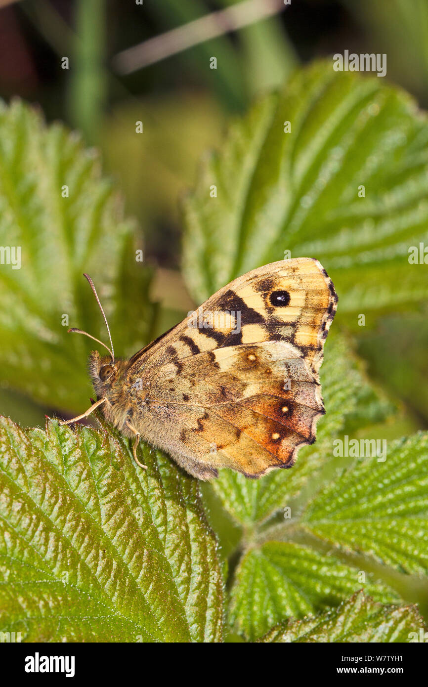 Speckled Wood butterfly (Pararge aegeria) with wings folded Lewisham, London, England, UK, May. Stock Photo