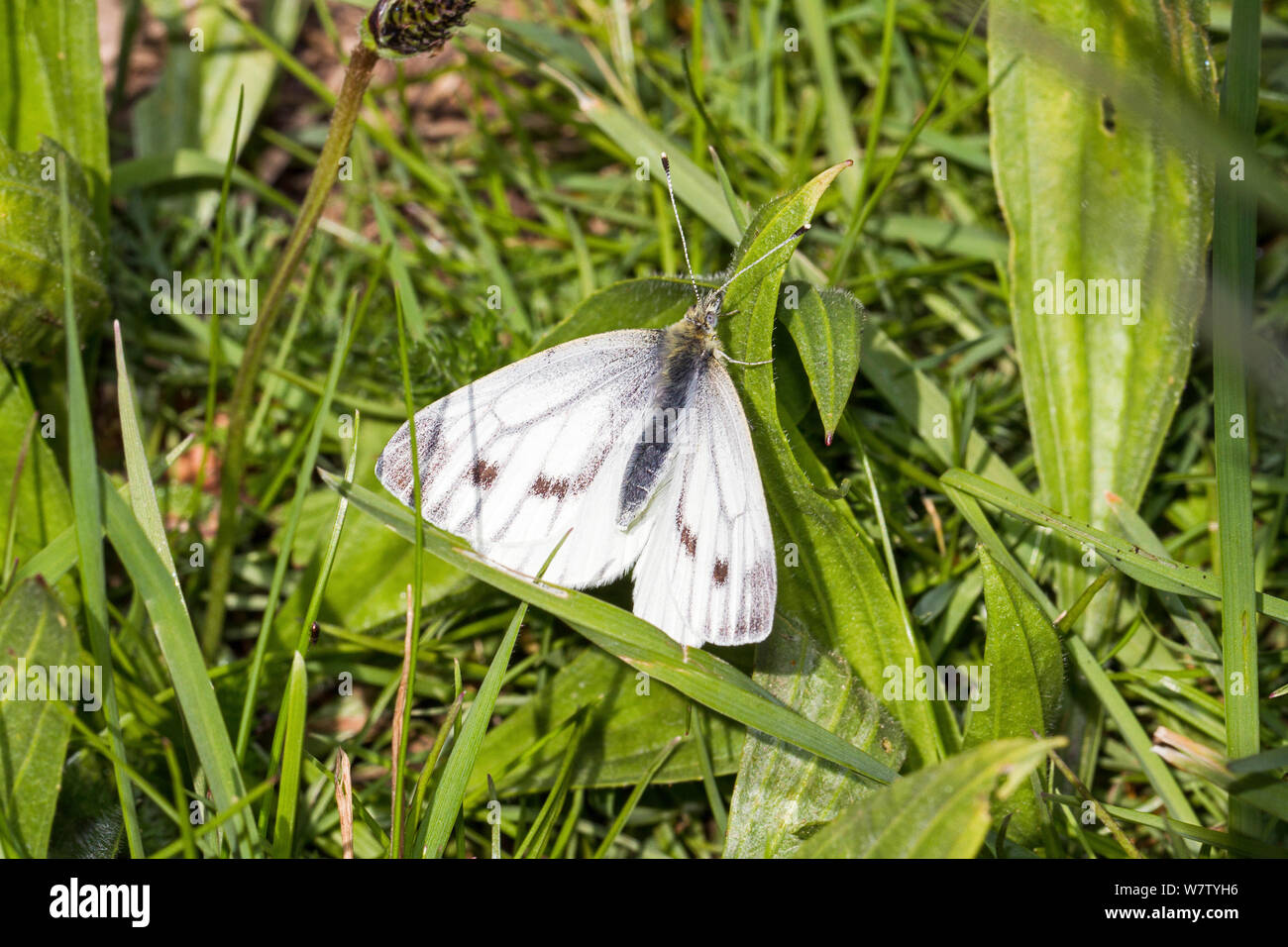 Female Small White Butterfly (Pieris rapae) Brockley cemetery, Lewisham, England, UK, May Stock Photo