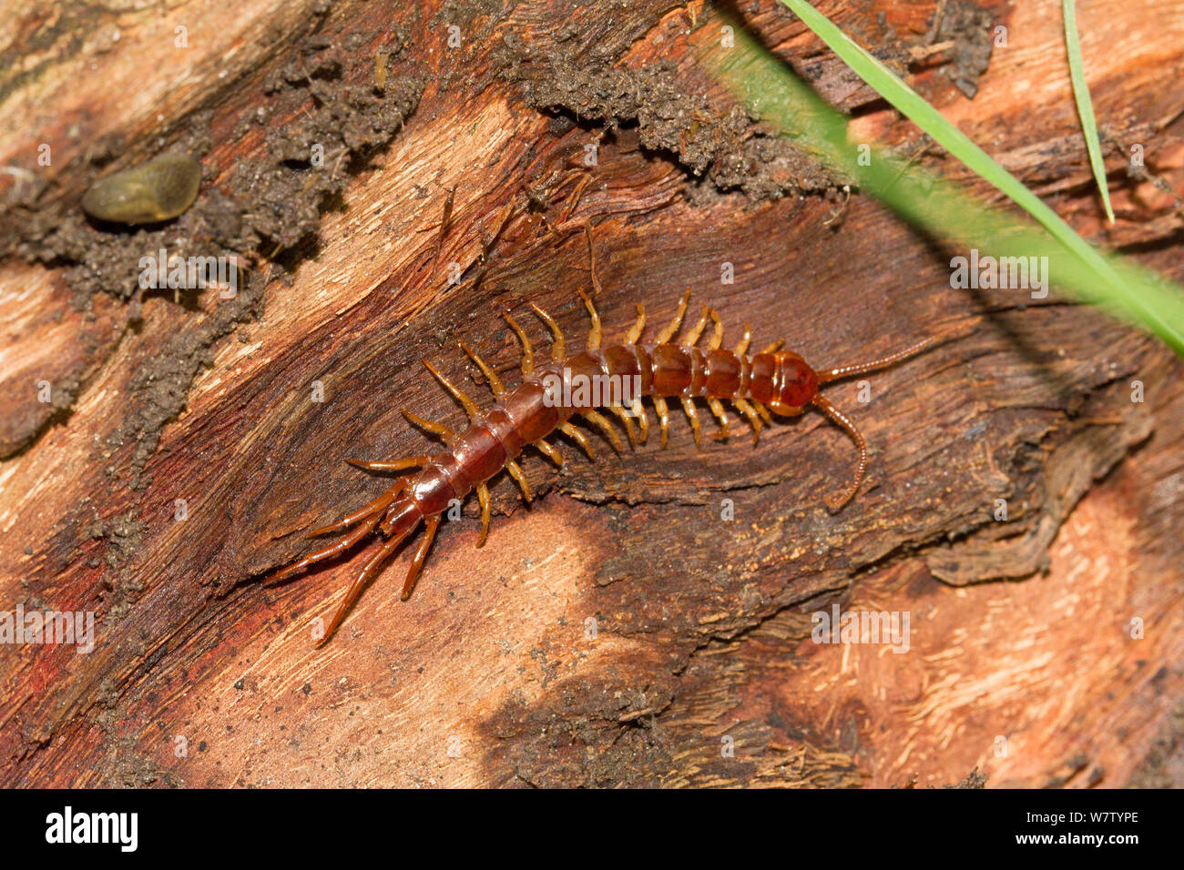 Centipede (Lithobius forficatus) Brockley cemetery, Lewisham, England, UK, June. Stock Photo