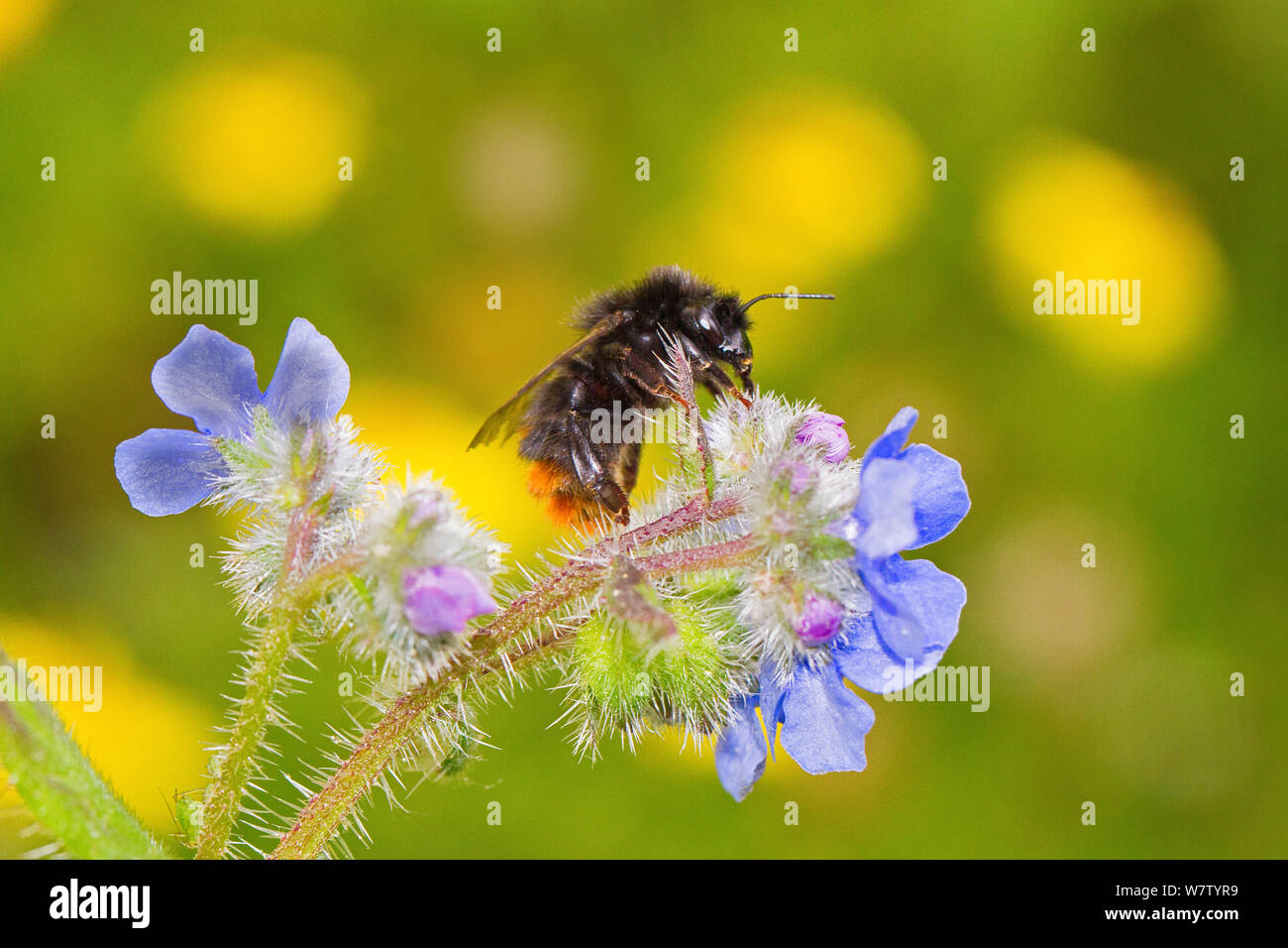Female Red-tailed Bumblebee (Bombus lapidarius) feeding on Green ...