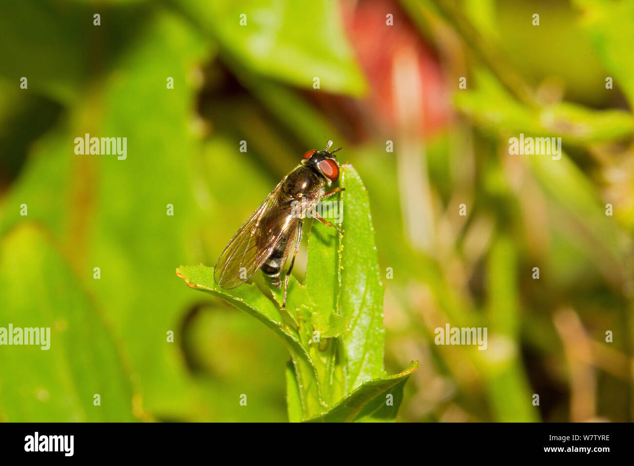Hoverfly (Platycheirus albimanus) Lewisham, London, England, UK, June. Stock Photo