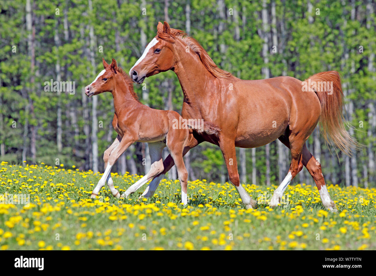 Beautiful chestnut Arabian Mare and few week old Foal running together on spring meadow full of yellow dandelion flowers. Stock Photo