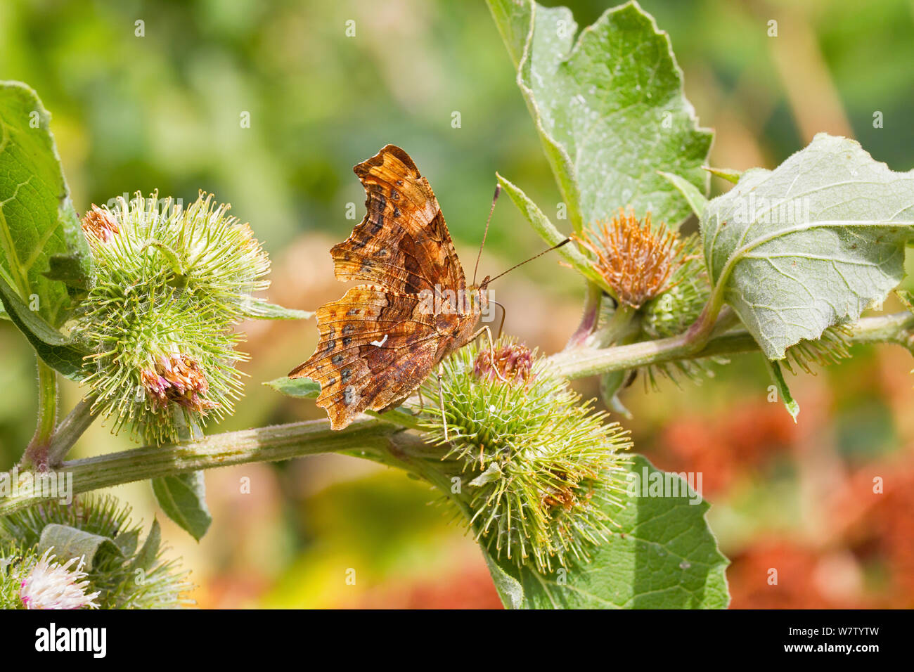 Comma butterfly (Polygonia c-album) on common burdock with wings folded, Lewisham, London, UK, July. Stock Photo