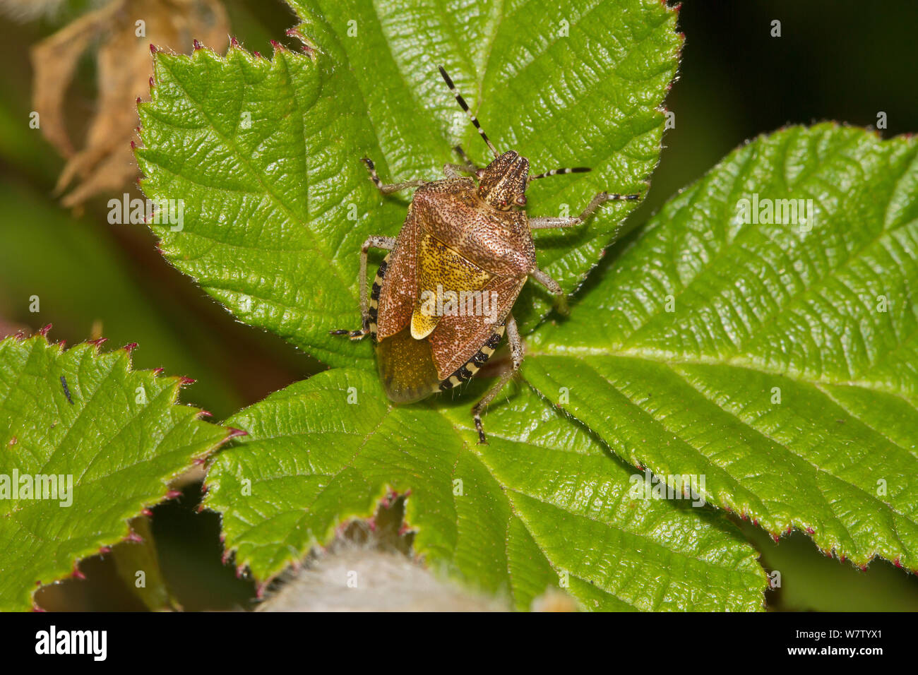 Sloe bug (Dolycoris baccarum) on bramble leaf, Hutchinson's Bank, New Addington, London, UK, August. Stock Photo