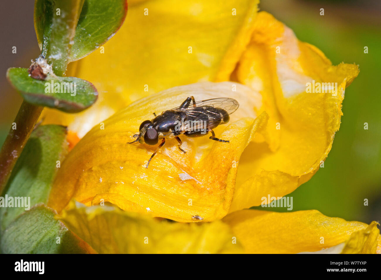 Thick-legged hoverfly (Syritta pipiens) on petal, Lewisham, London, UK, June. Stock Photo