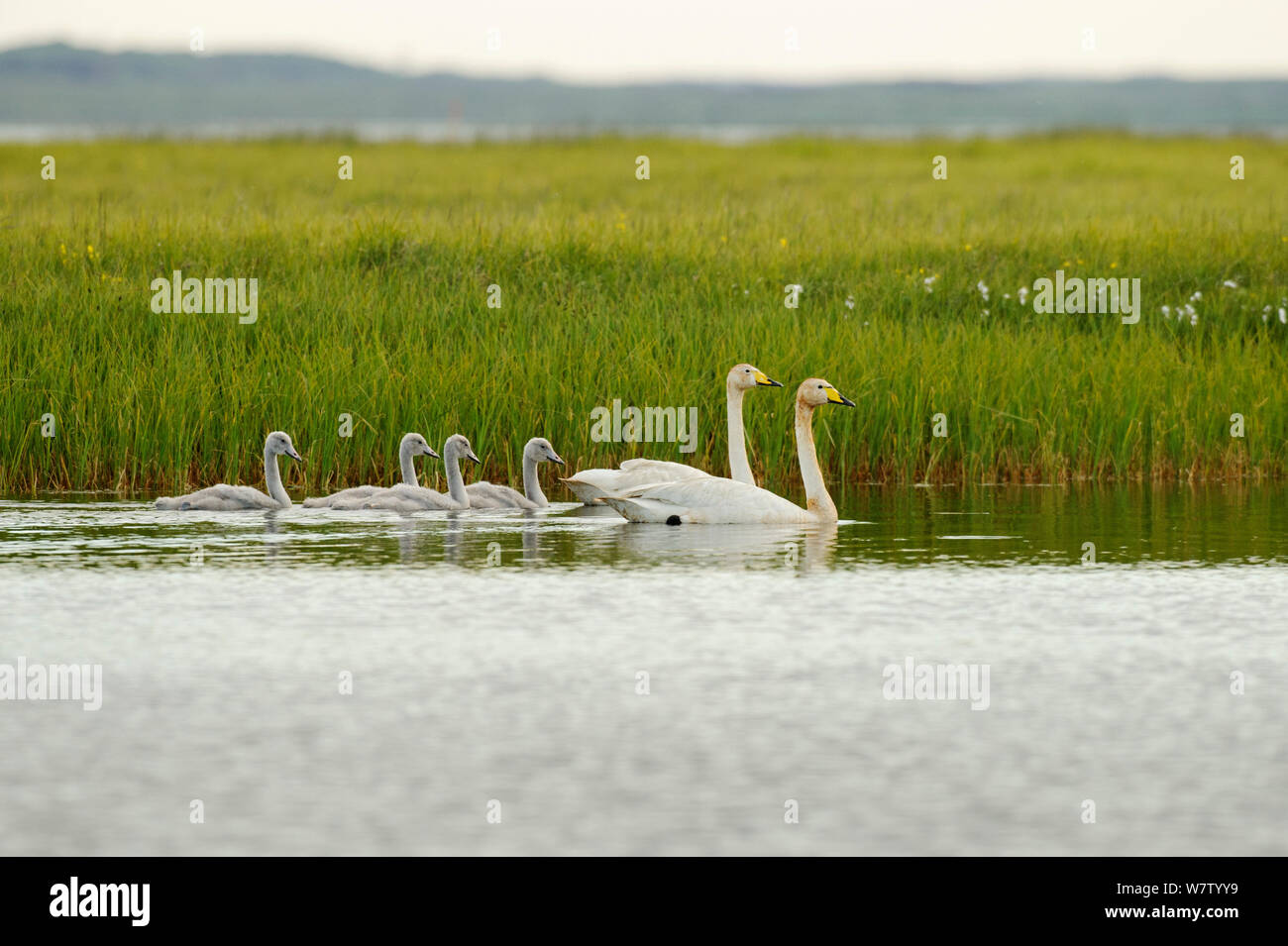 Two Whooper swans (Cygnus cygnus) with four cygnets on water, Iceland, July. Stock Photo