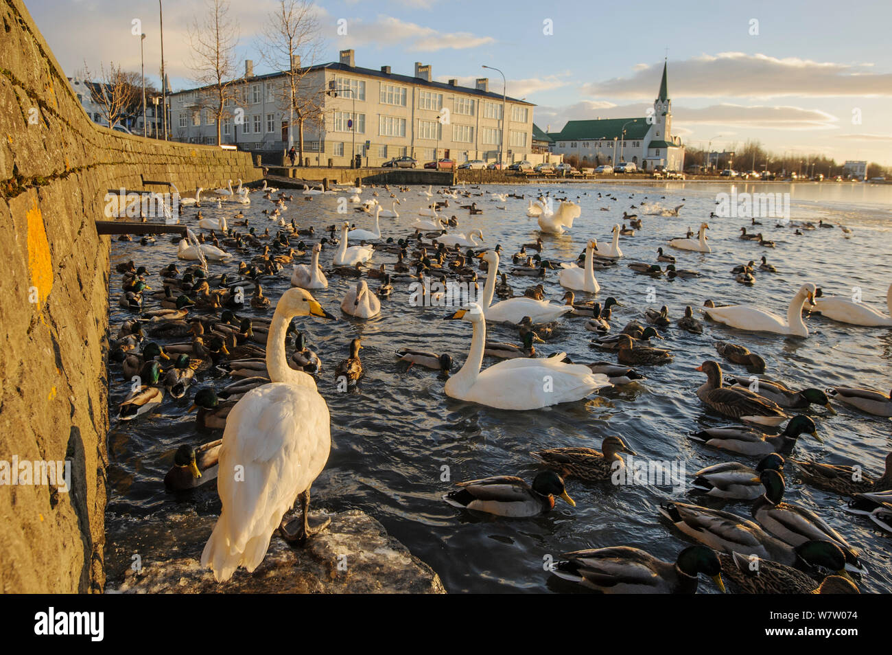 Whooper swans (Cygnus cygnus) and other waterfowl on Tjörnin (The Pond) Reykjavik, Iceland, November 2012. Stock Photo