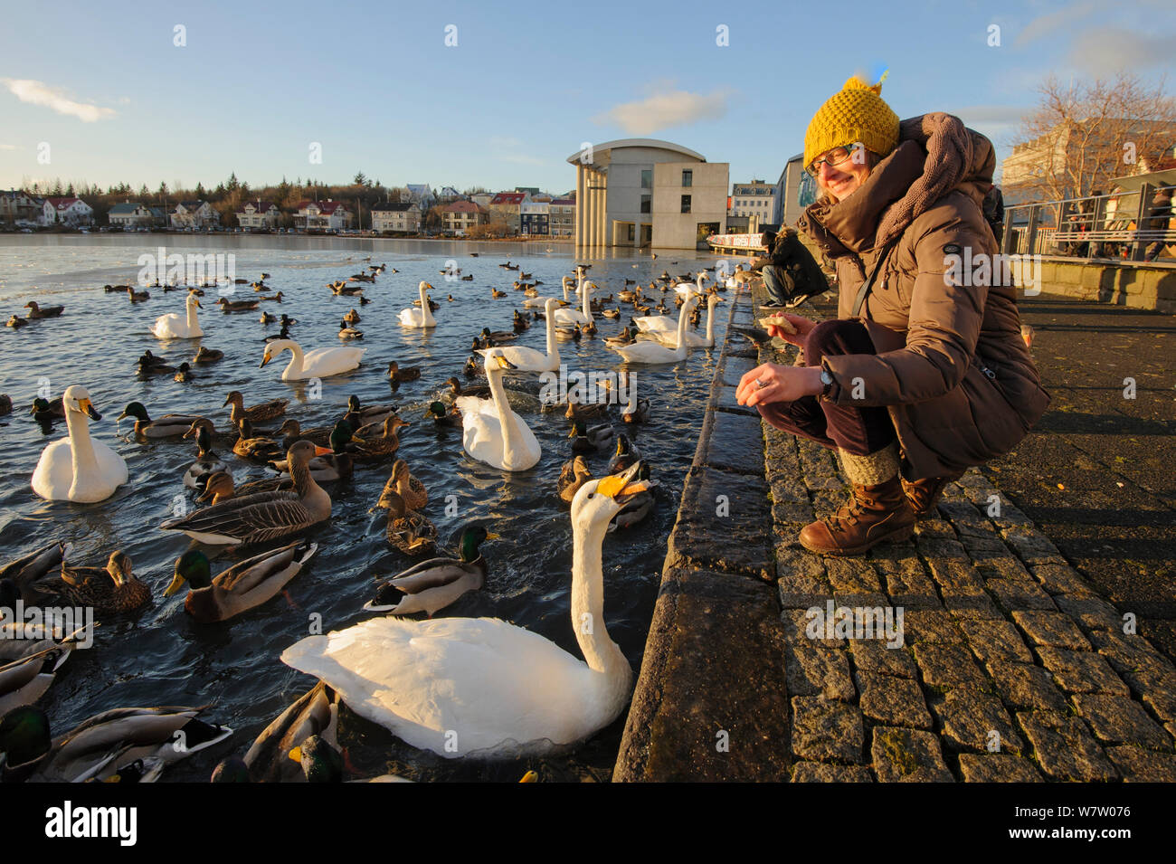 Woman feeding Whooper swans (Cygnus cygnus) and other waterfowl, Tjornin (The Pond) Reykjavik, Iceland, November 2012. Model released. Stock Photo