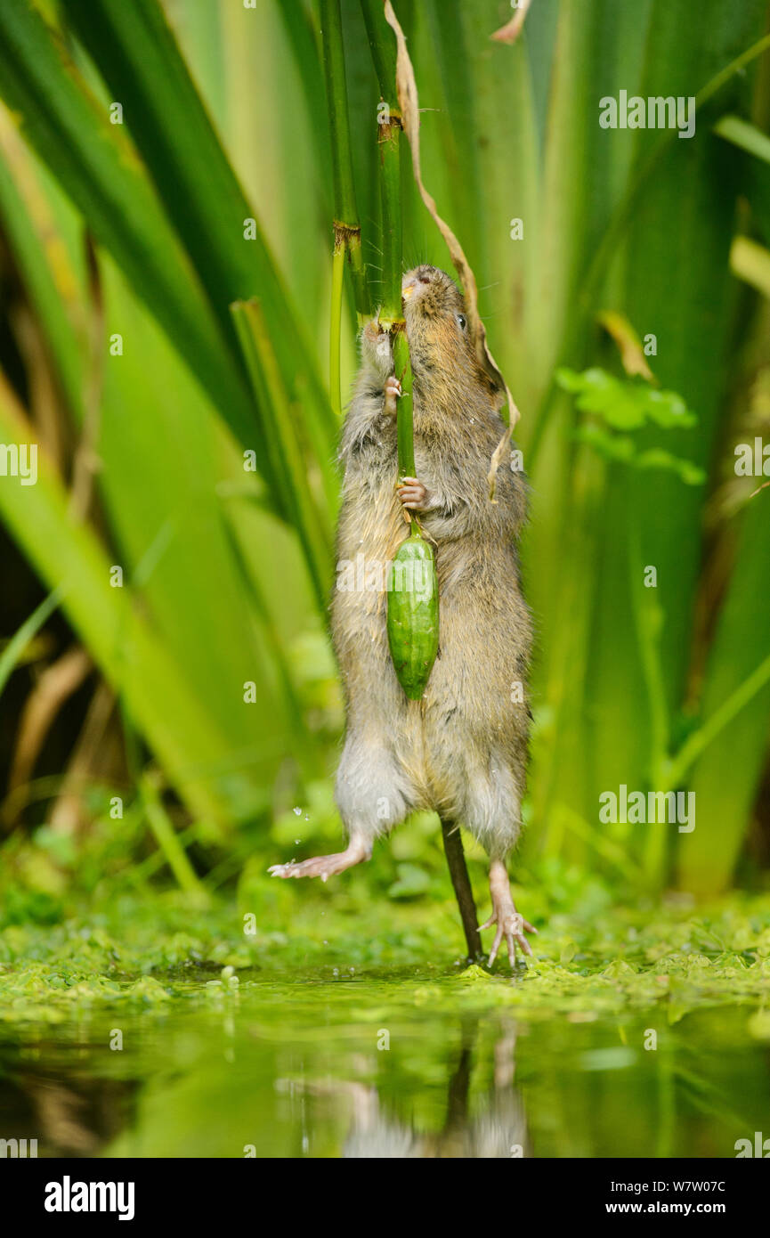 Water vole (Arvicola amphibius) biting off Yellow flag (Iris pseudacorus) seed pod, Kent, England, UK, October. Contrived situation. Highly commended in the Animal Behaviour category of BWPA Competition 2014. Stock Photo
