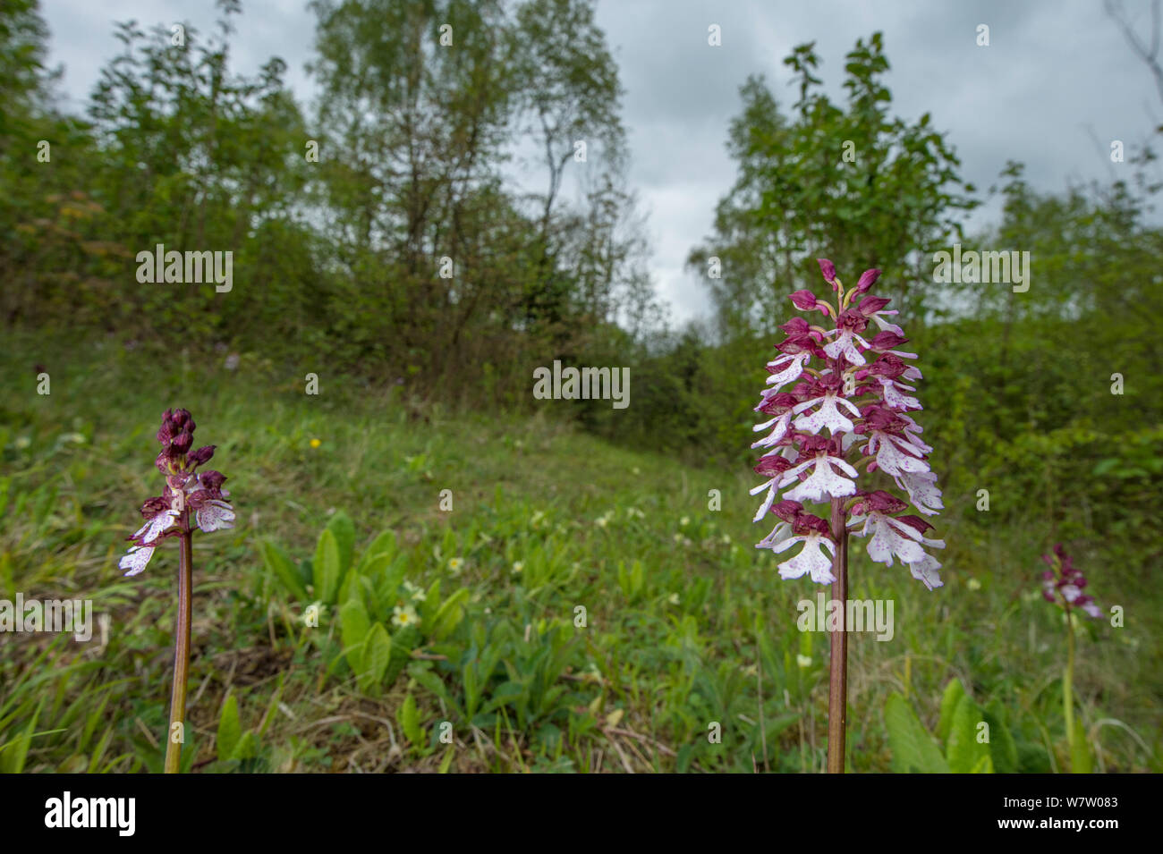 Lady orchid (Orchis purpurea) in flower, Kent, UK, May. Stock Photo