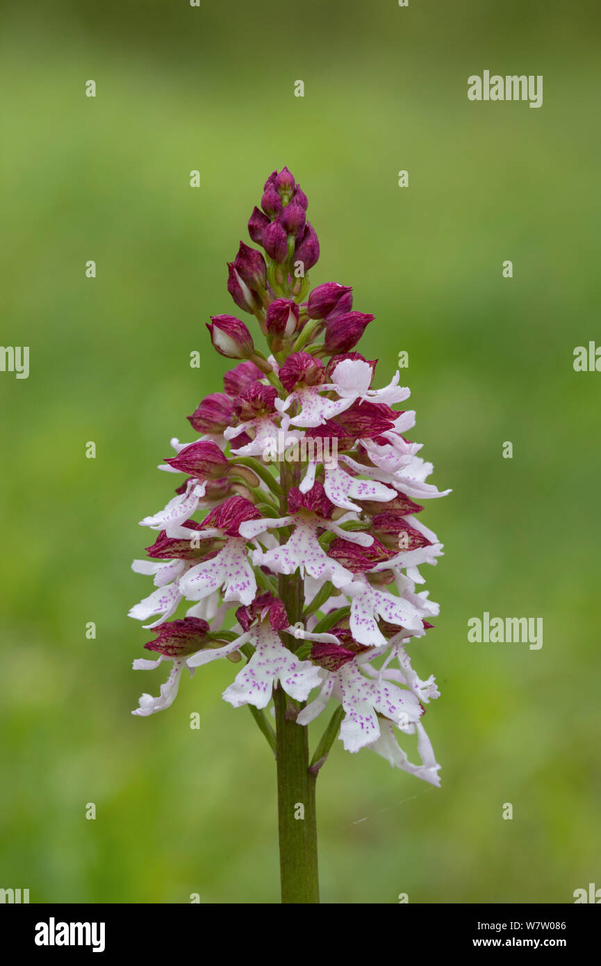 Lady orchid (Orchis purpurea) in flower, Kent, UK, May. Stock Photo