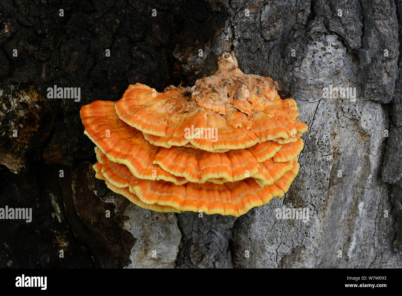 Chicken of the Woods (Laetiporus sulphureus) growing dead oak, Herefordshire, England. Stock Photo