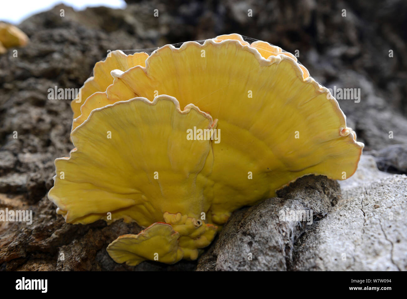 Underside of Chicken of the Woods (Laetiporus sulphureus) growing dead oak, Herefordshire, England. Stock Photo