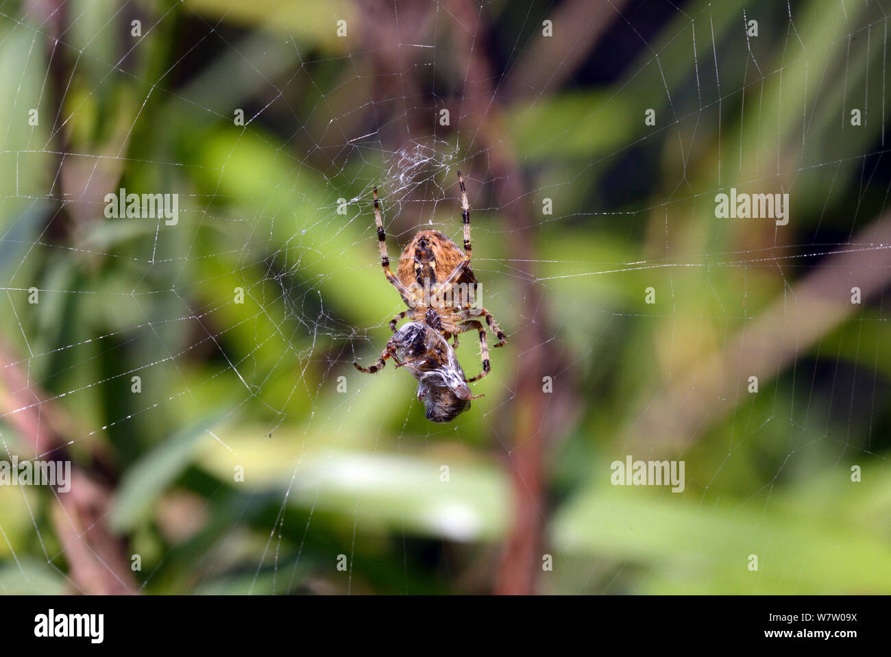 Garden spider (Araneus diadematus) wrapping up a honey bee (Apis mellifera), in an Essex, England, UK, September. Stock Photo