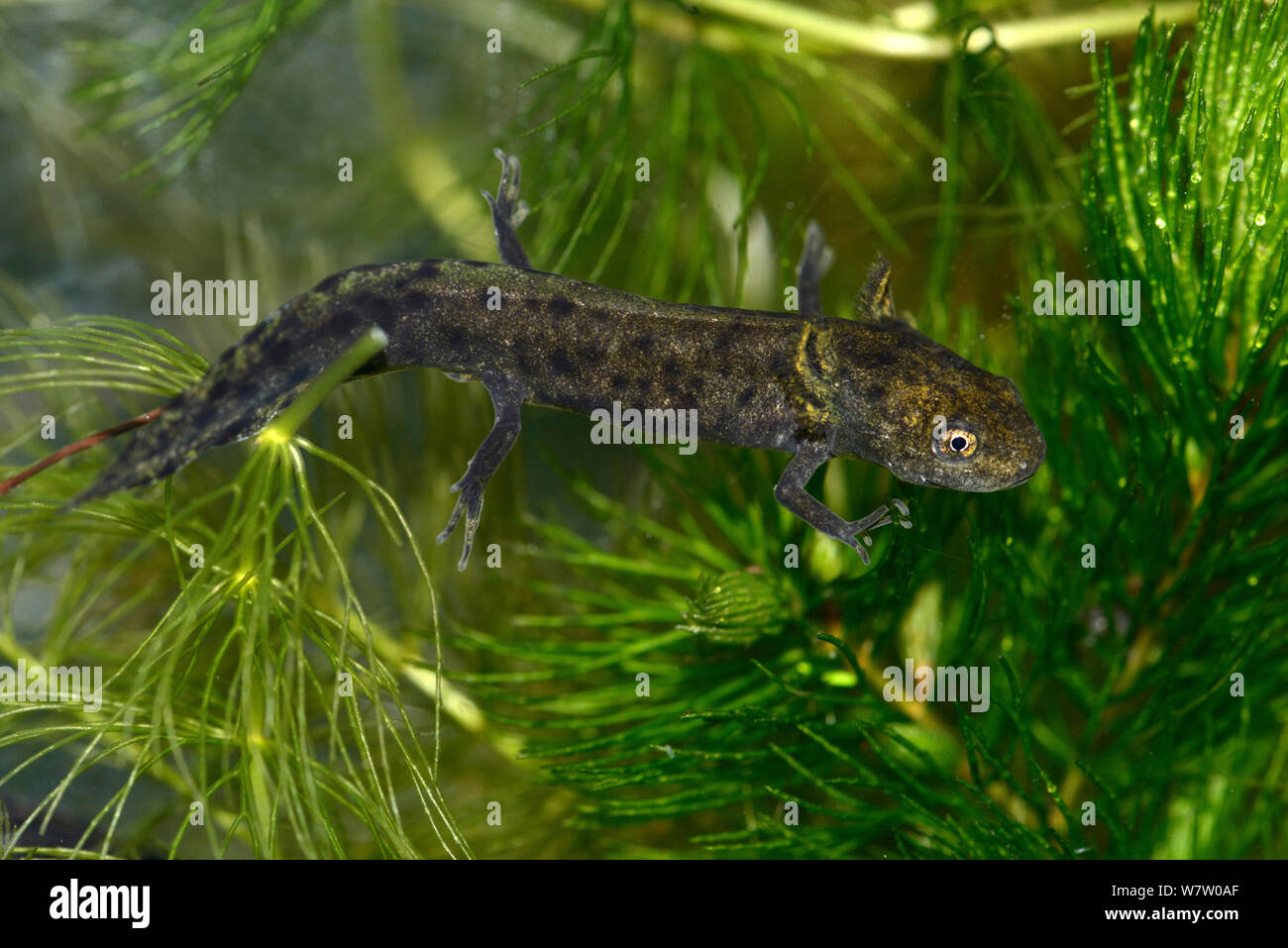 Great Crested Newt (Triturus cristatus) tadpole at late developmental stage, in captivity, Herefordshire, England. Stock Photo
