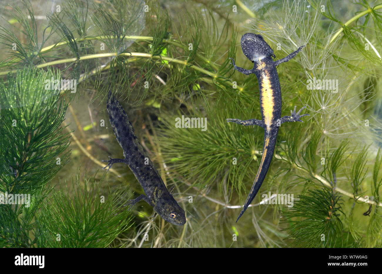 Two Great Crested Newt (Triturus cristatus) tadpoles at final stage of development, Herefordshire, England, UK, captive, September. Stock Photo