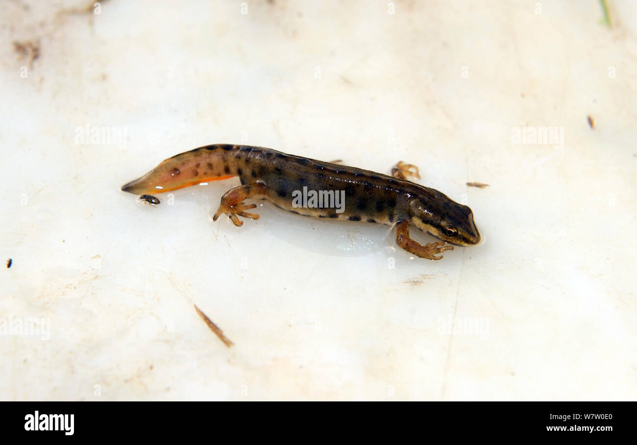 Male Smooth Newt (Lissoriton vulgaris) in the process of regenerating its tail, caught in Herefordshire pond, England, UK, November. Stock Photo