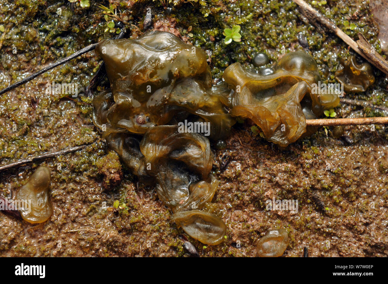 Star Jelly (Nostoc commune) a blue-green alga, on base of a pond, Brockhall Quarry, Herefordshire, England, July. Stock Photo