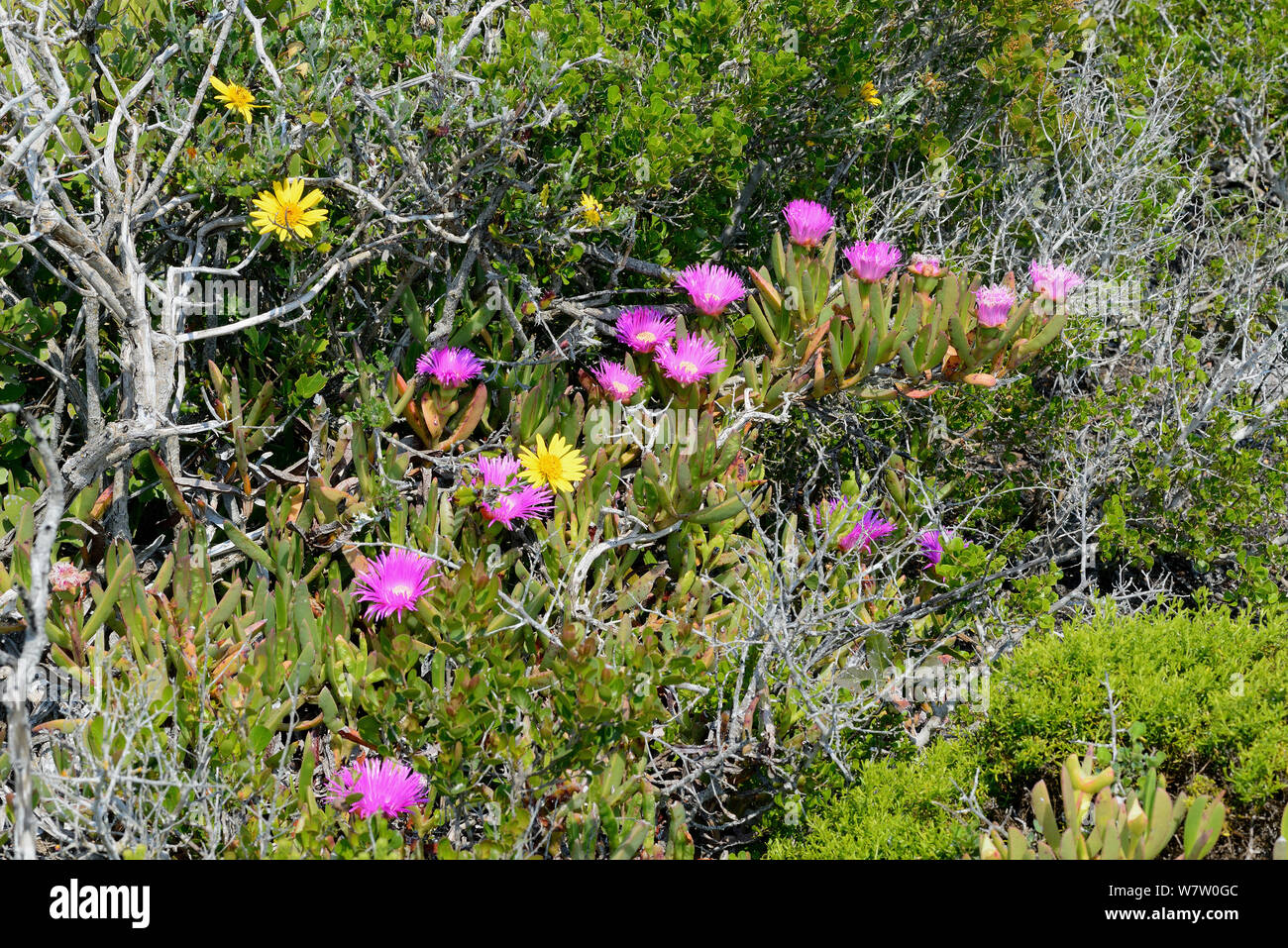 Elands Sour Fig (Carpobrotus acinaciformis) growing on limestone fynbos, dehoop Nature Reserve, Western Cape, South Africa. Stock Photo