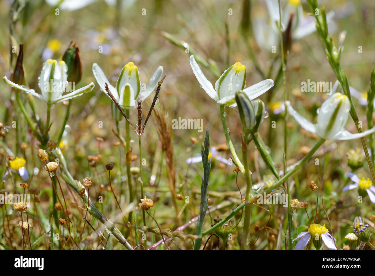 Slime lily (Albuca sp) flower. deHoop Nature Reserve, Western Cape, South Africa. Stock Photo