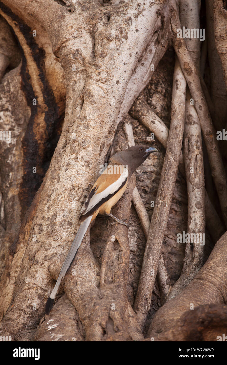 Indian tree pie (Dendrocitta vagabunda) perched in between the roots of a Banyan tree. Ranthambore National Park, Rajasthan, India. Stock Photo