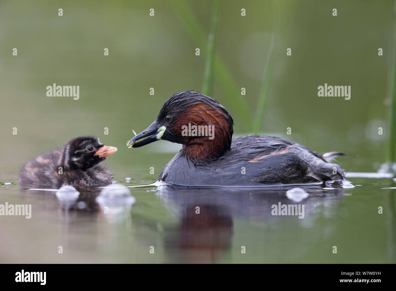 Little Grebe (Tachybaptus ruficollis) female feeding a dragonfly larvae to one of its chicks age 10 days. The Netherlands, June. Stock Photo