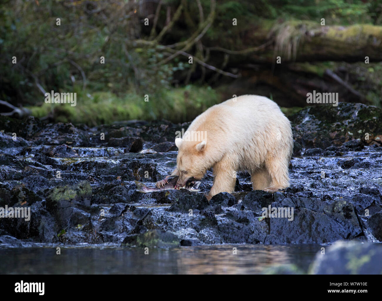 Kermode Bear (Ursus americanus kermodei) with pink salmon in its claws and mouth, Great Bear Rainforest, British Columbia, Canada. Stock Photo