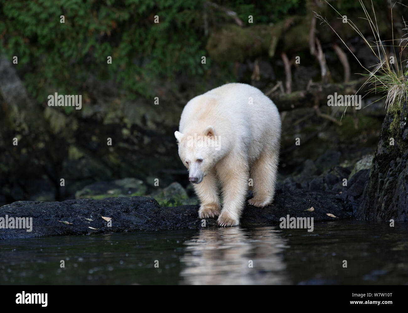 Kermode Bear (Ursus americanus kermodei) watching school of salmon, Great Bear Rainforest, British Columbia, Canada. Stock Photo