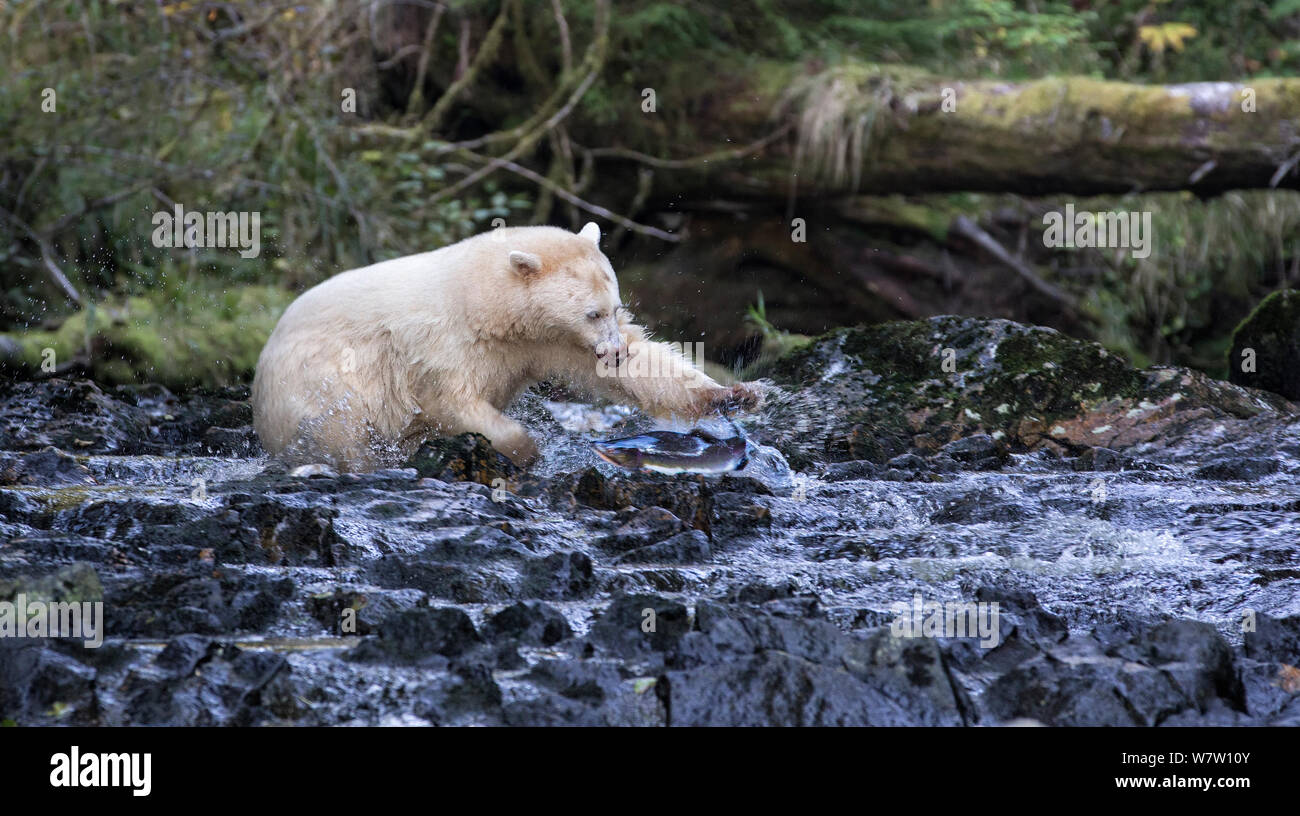 Kermode Bear (Ursus americanus kermodei) attempts to catch salmon, Great Bear Rainforest, British Columbia, Canada. Stock Photo