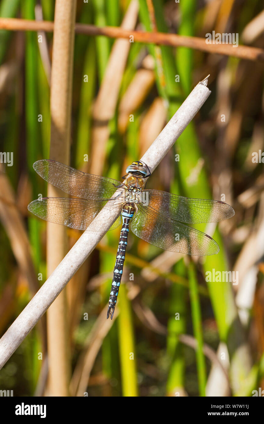 By Barn Elms Stock Photos By Barn Elms Stock Images Alamy