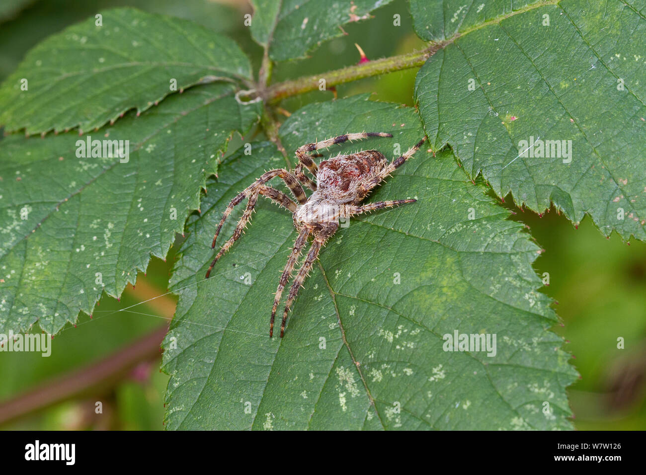 Male Orb-weaver Spider (Araneus angulatus) on bramble leaf, Brockley cemetery, Lewisham, England, UK, October. Stock Photo