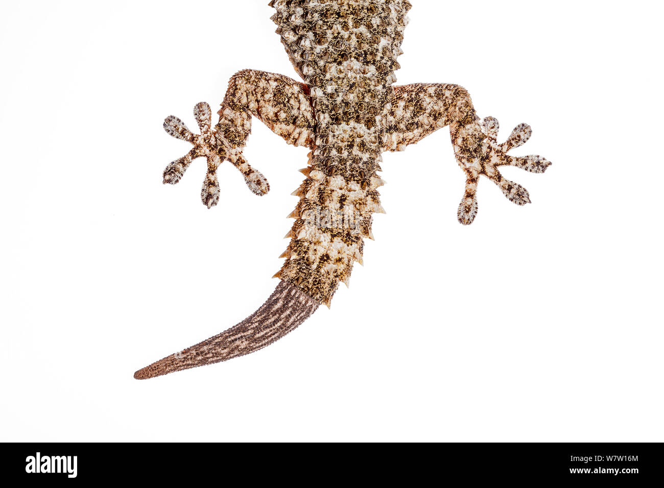 Regenerated tail of Moorish Wall Gecko (Tarentola mauritanica) Crete, Greece, March. Meetyourneighbours.net project. Stock Photo