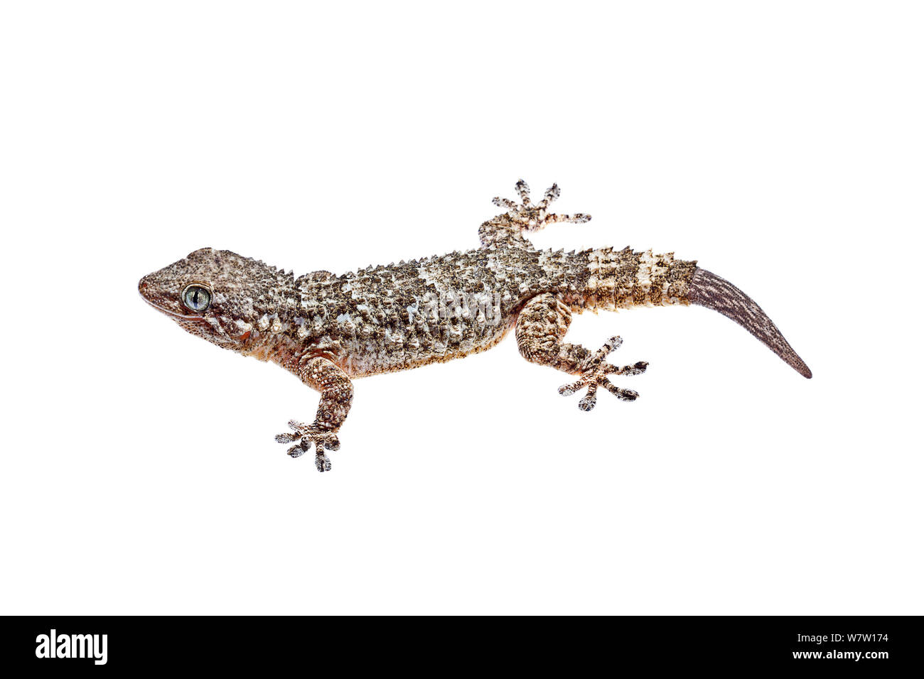 Adult Moorish Wall Gecko (Tarentola mauritanica) Crete, Greece, March. Meetyourneighbours.net project. Stock Photo