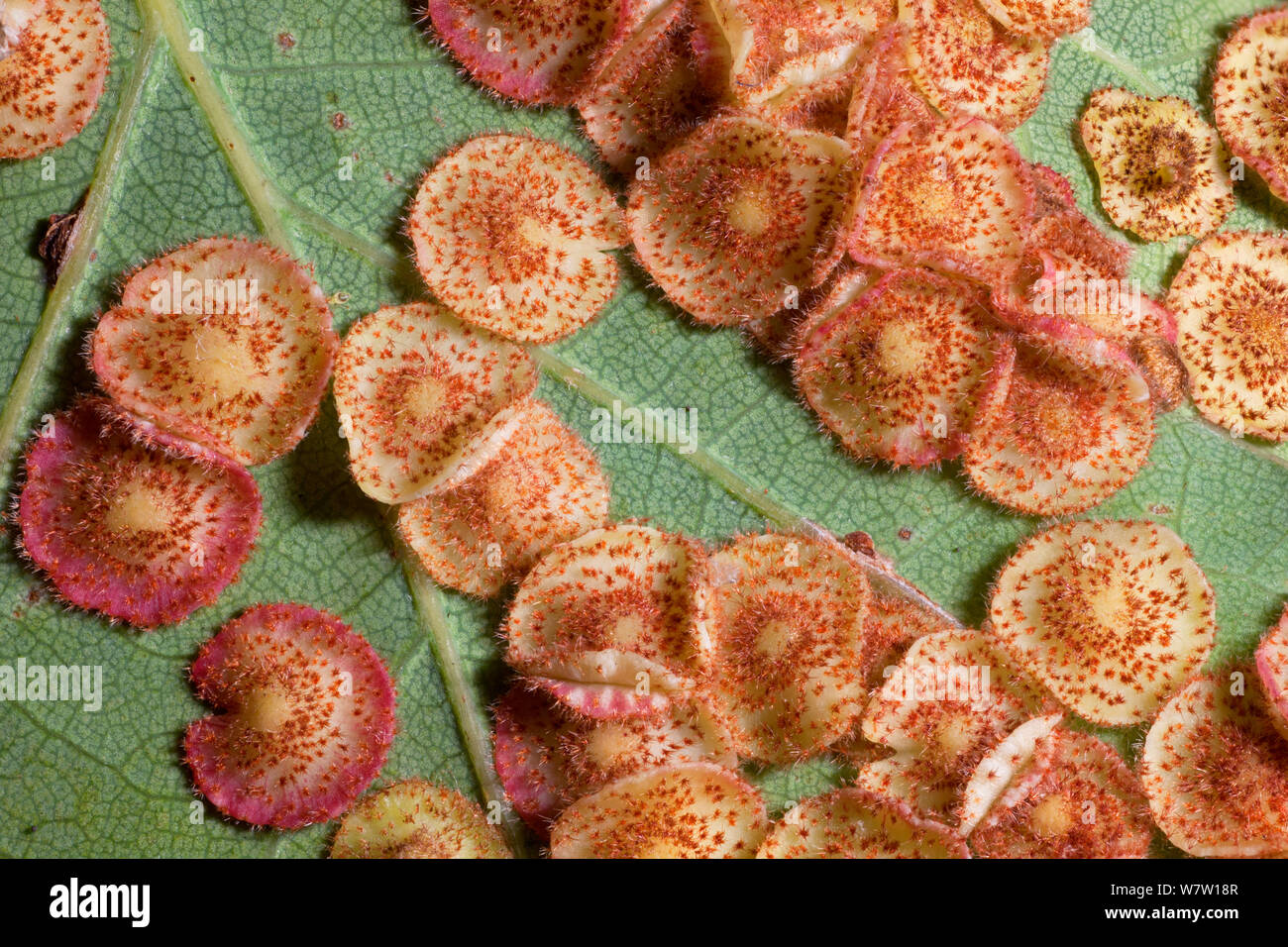 Close up of Common spangle galls caused by the gall wasp (Neuroterus quercusbaccarum) on the underside of an English oak (Quercus robur) leaf. UK. Stock Photo
